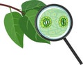 Green leaf and stomatal complex with open and closed stoma under magnifying glass Royalty Free Stock Photo